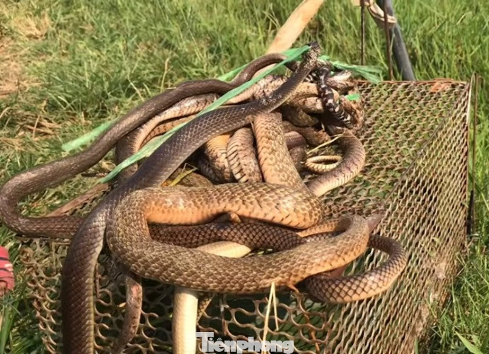 Doanh nghiệp tạm nghỉ vì dịch, công nhân đua nhau ra đồng bắt chuột ảnh 8