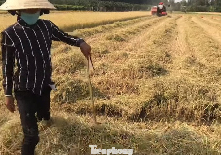 Doanh nghiệp tạm nghỉ vì dịch, công nhân đua nhau ra đồng bắt chuột ảnh 5