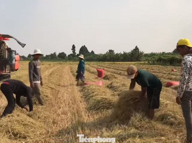 Doanh nghiệp tạm nghỉ vì dịch, công nhân đua nhau ra đồng bắt chuột ảnh 3