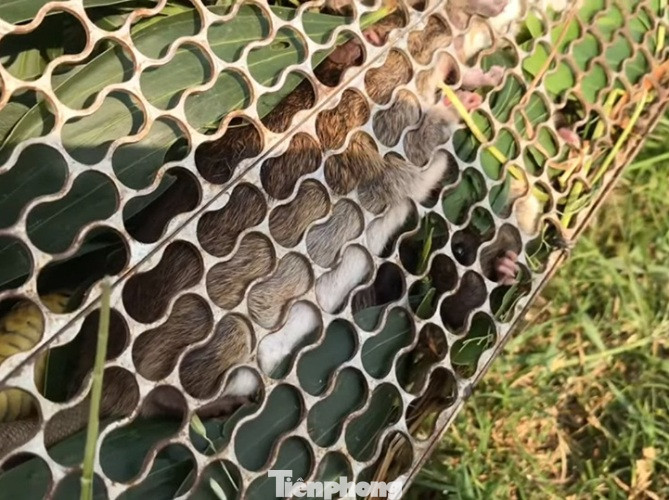 Doanh nghiệp tạm nghỉ vì dịch, công nhân đua nhau ra đồng bắt chuột ảnh 7