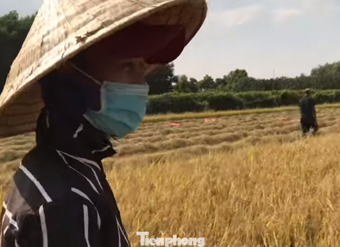 Doanh nghiệp tạm nghỉ vì dịch, công nhân đua nhau ra đồng bắt chuột ảnh 1