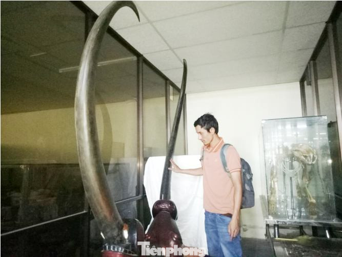 Chiêm ngưỡng sừng trâu vô danh ‘độc nhất vô nhị’ ở Bình Dương ảnh 1