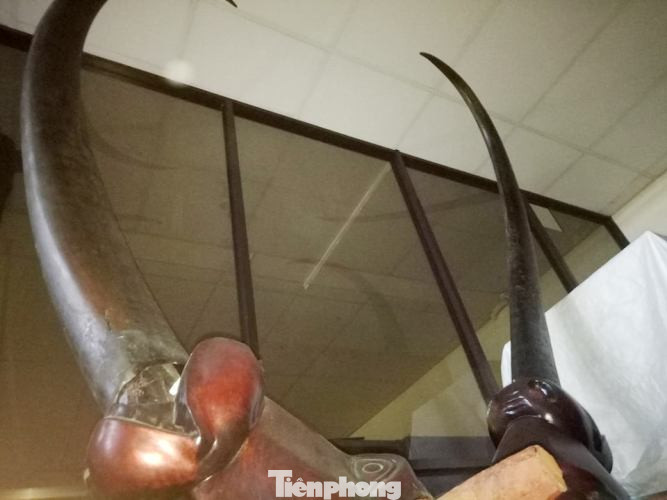 Chiêm ngưỡng sừng trâu vô danh ‘độc nhất vô nhị’ ở Bình Dương ảnh 2