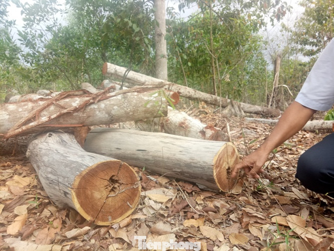 Bình Dương thông tin vụ rừng trong khu di tích bị 'tàn phá' ảnh 2