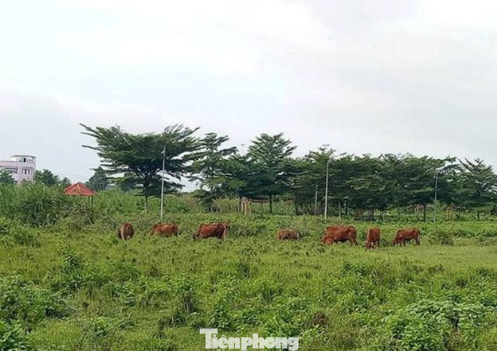 Công an mời ‘ông lớn’ BĐS đến làm việc liên quan dự án hàng nghìn tỷ ở Bình Dương ảnh 2