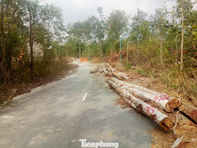 Bình Dương thông tin vụ rừng trong khu di tích bị 'tàn phá' ảnh 1
