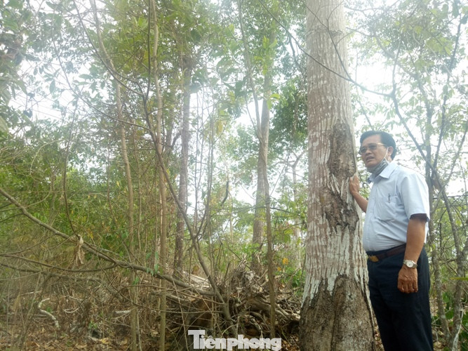 Bình Dương thông tin vụ rừng trong khu di tích bị 'tàn phá' ảnh 3