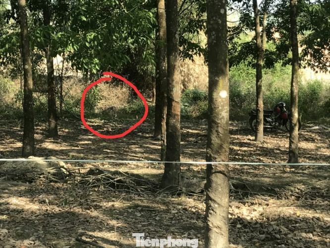 Phát hiện thi thể nam giới cháy đen trong vườn cao su ảnh 1