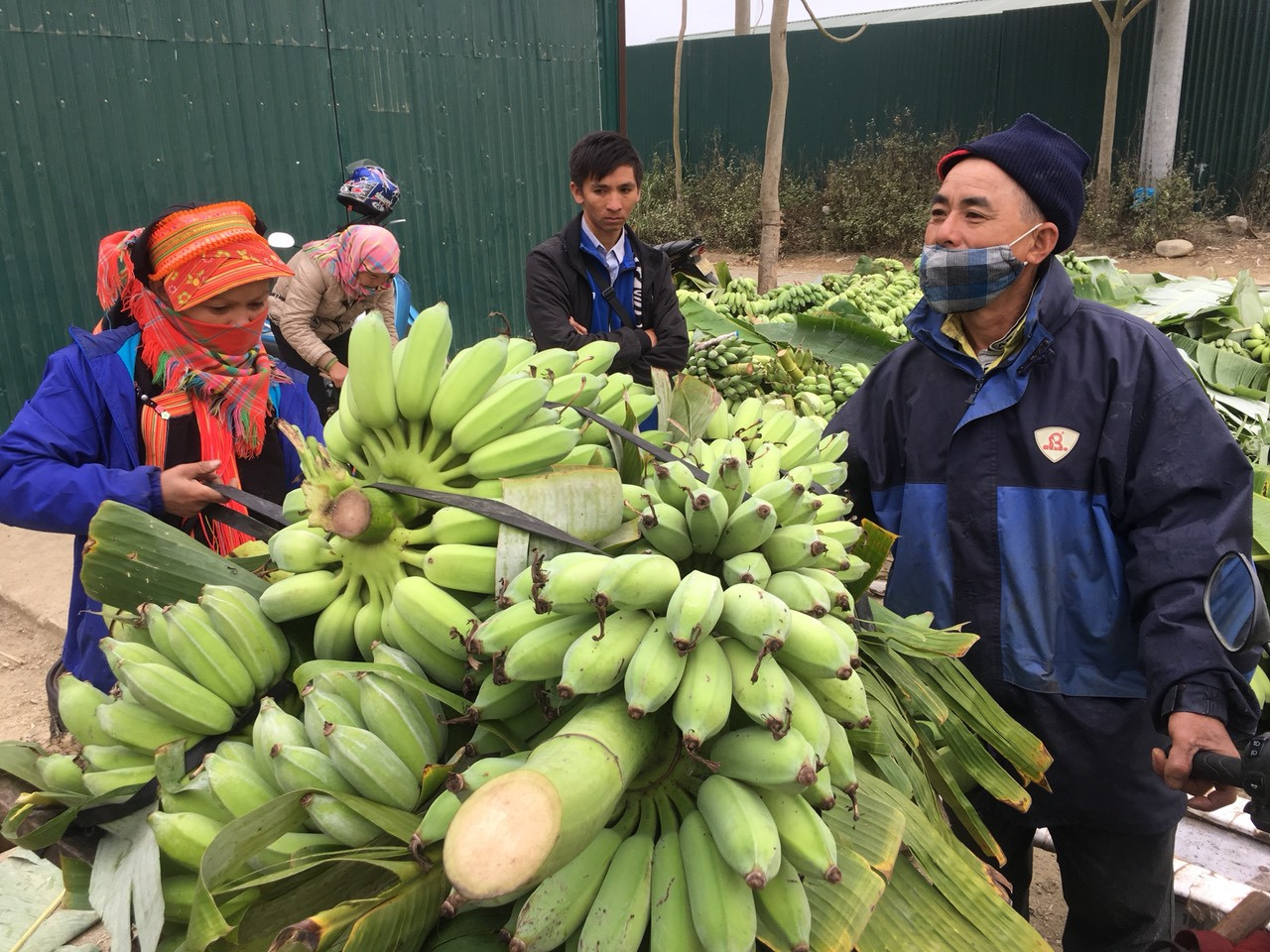 Trồng chuối, thu nhập hàng trăm triệu đồng/năm ảnh 3