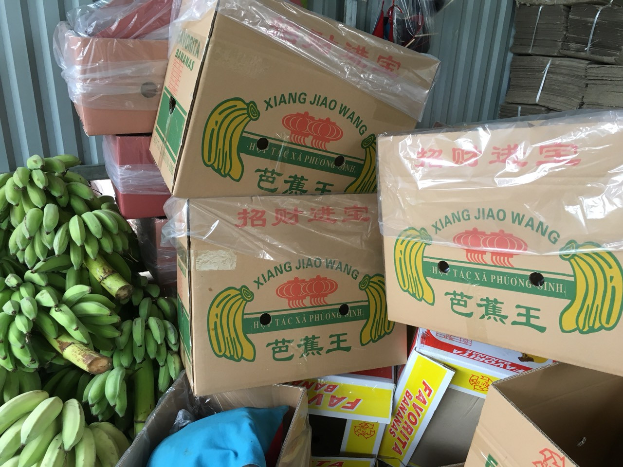 Trồng chuối, thu nhập hàng trăm triệu đồng/năm ảnh 9