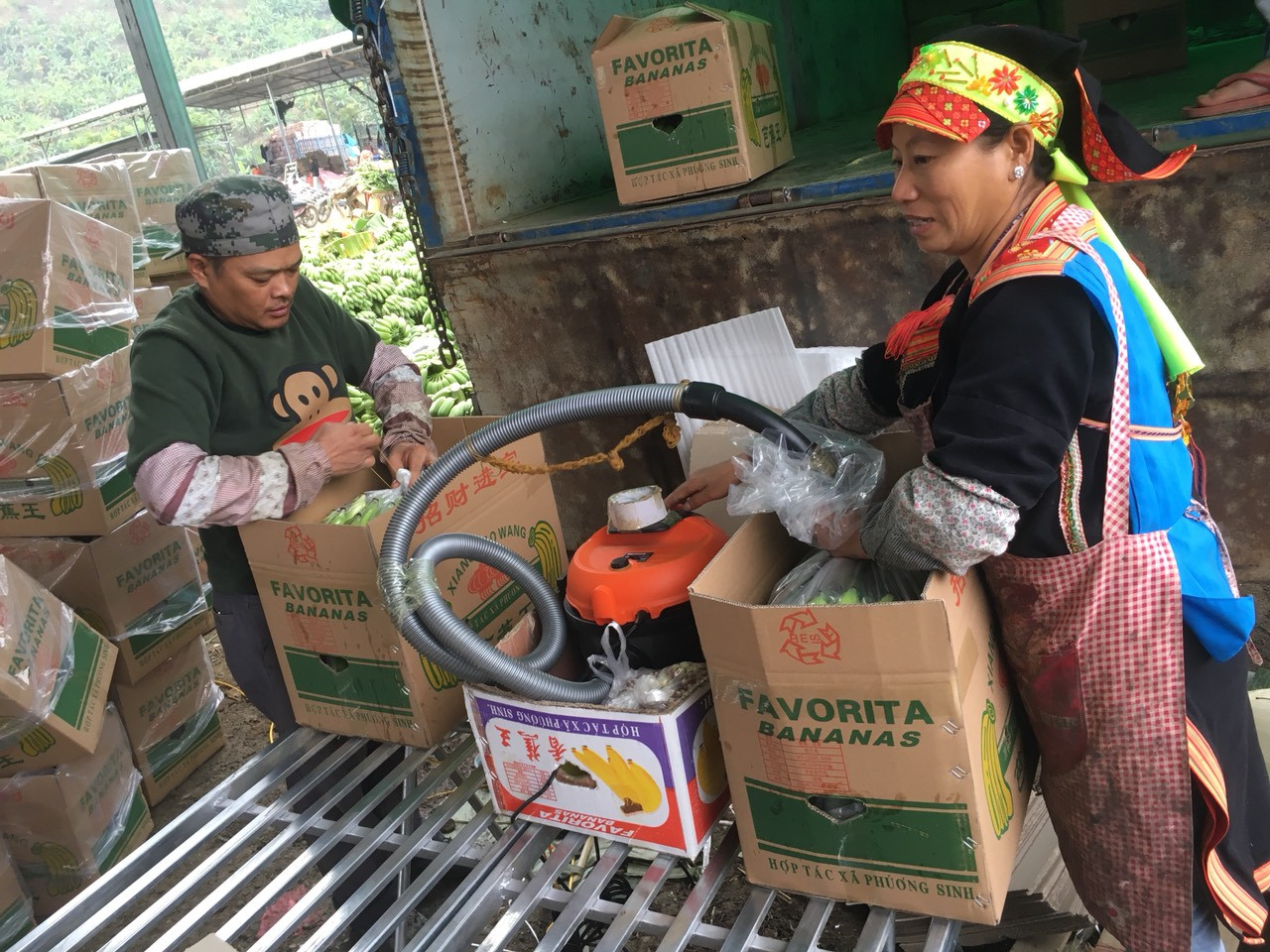 Trồng chuối, thu nhập hàng trăm triệu đồng/năm ảnh 12