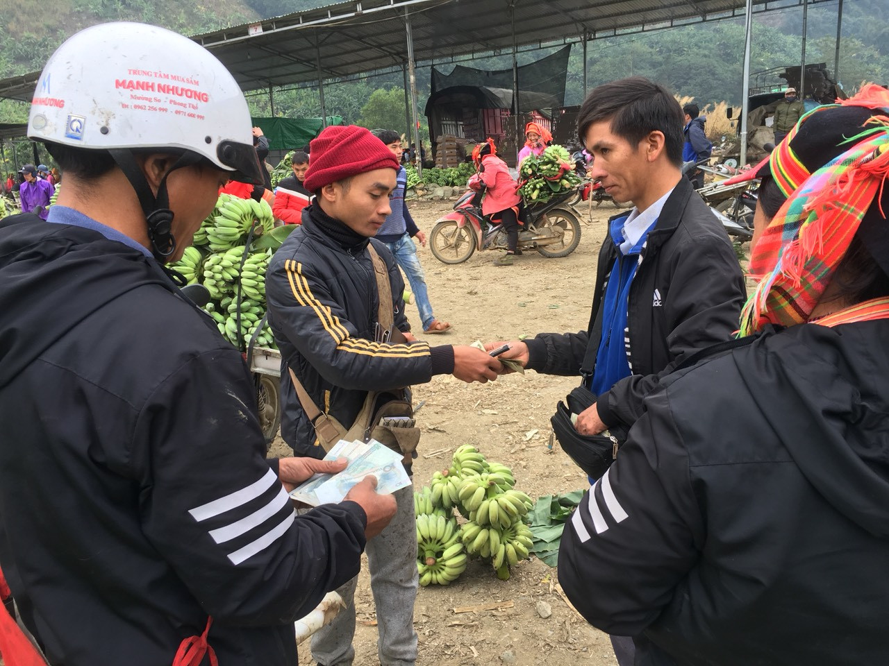 Trồng chuối, thu nhập hàng trăm triệu đồng/năm ảnh 8