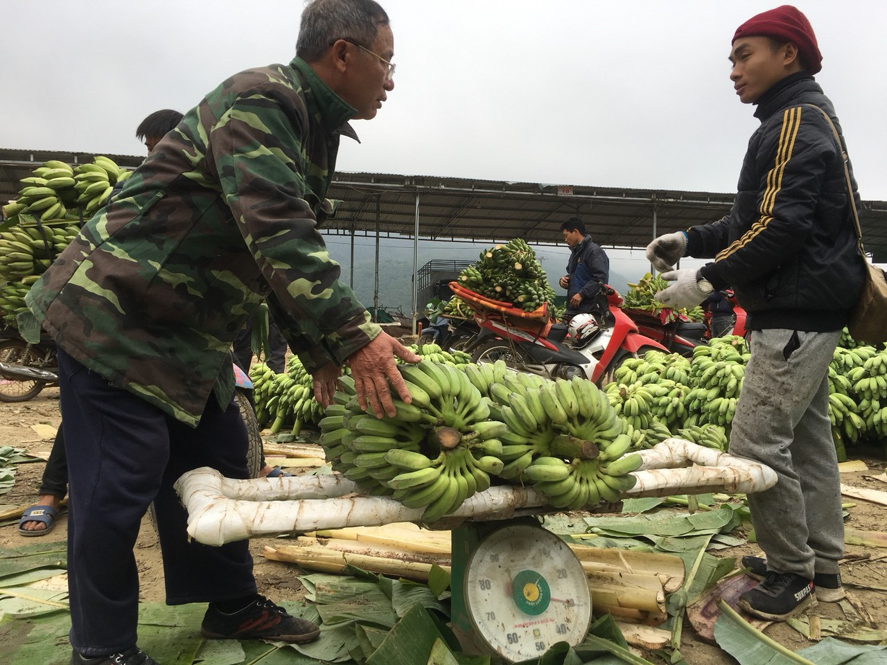 Trồng chuối, thu nhập hàng trăm triệu đồng/năm ảnh 4