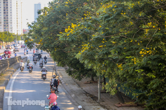 Những phố hoa Hà Nội làm xao xuyến lòng người ảnh 4