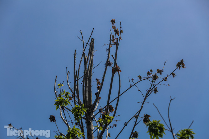 Hàng phong lá đỏ ‘biến mất’, một số cây để lại gốc rỗng mục ảnh 11