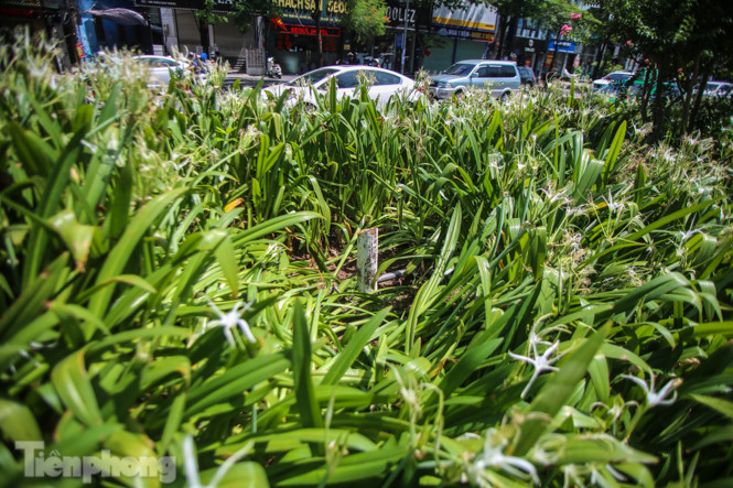 Hàng phong lá đỏ ‘biến mất’, một số cây để lại gốc rỗng mục ảnh 4