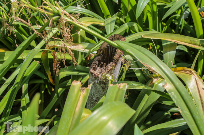 Hàng phong lá đỏ ‘biến mất’, một số cây để lại gốc rỗng mục ảnh 8