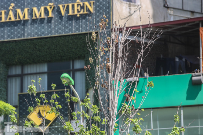 Hàng phong lá đỏ ‘biến mất’, một số cây để lại gốc rỗng mục ảnh 12