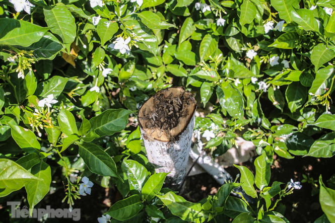 Hàng phong lá đỏ ‘biến mất’, một số cây để lại gốc rỗng mục ảnh 7