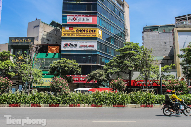 Hàng phong lá đỏ ‘biến mất’, một số cây để lại gốc rỗng mục ảnh 2