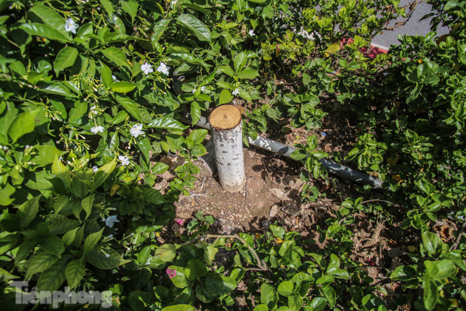 Hàng phong lá đỏ ‘biến mất’, một số cây để lại gốc rỗng mục ảnh 5