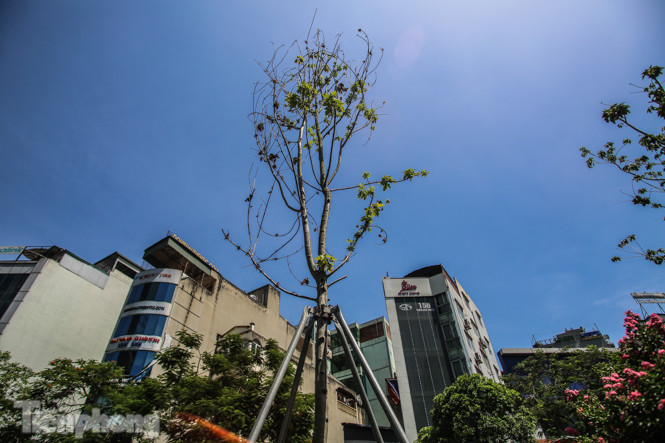 Hàng phong lá đỏ ‘biến mất’, một số cây để lại gốc rỗng mục ảnh 10