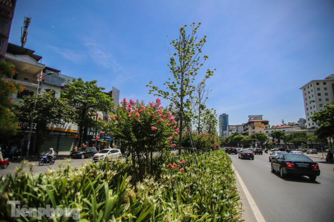 Hàng phong lá đỏ ‘biến mất’, một số cây để lại gốc rỗng mục ảnh 3