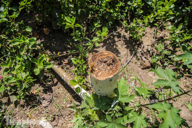 Hàng phong lá đỏ ‘biến mất’, một số cây để lại gốc rỗng mục ảnh 9