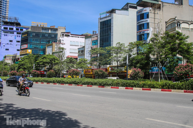 Hàng phong lá đỏ ‘biến mất’, một số cây để lại gốc rỗng mục ảnh 1