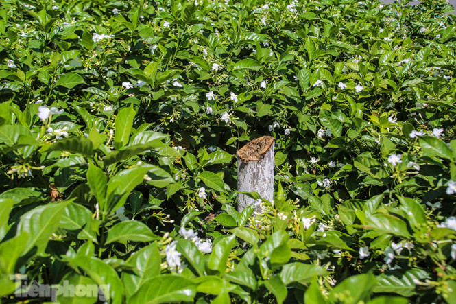 Hàng phong lá đỏ ‘biến mất’, một số cây để lại gốc rỗng mục ảnh 6