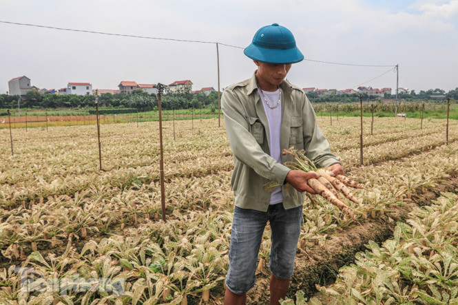 Cánh đồng rau Mê Linh tan tác, trắng xóa vì sâu ảnh 6