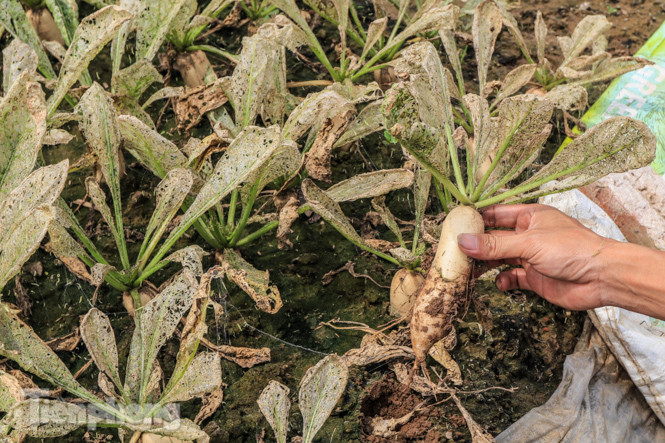 Cánh đồng rau Mê Linh tan tác, trắng xóa vì sâu ảnh 2