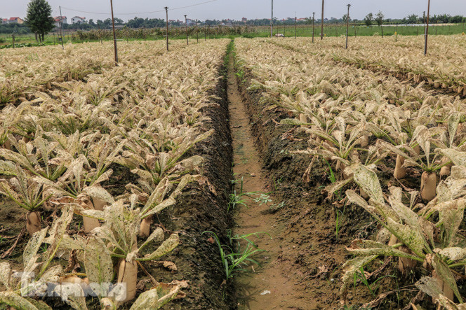 Cánh đồng rau Mê Linh tan tác, trắng xóa vì sâu ảnh 4