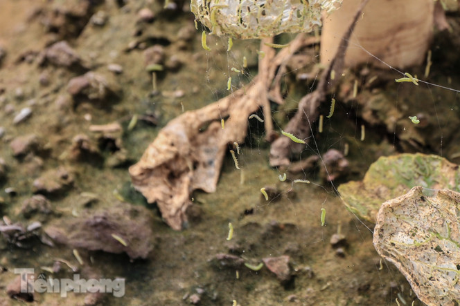 Cánh đồng rau Mê Linh tan tác, trắng xóa vì sâu ảnh 5