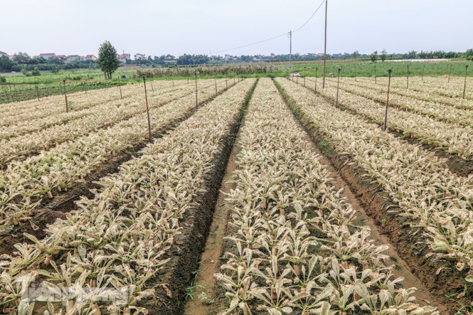 Cánh đồng rau Mê Linh tan tác, trắng xóa vì sâu ảnh 1