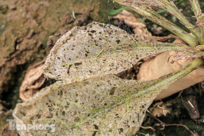 Cánh đồng rau Mê Linh tan tác, trắng xóa vì sâu ảnh 3