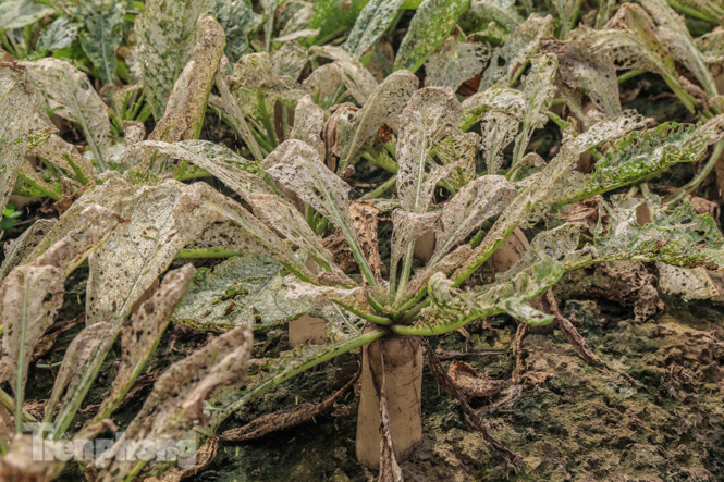 Cánh đồng rau Mê Linh tan tác, trắng xóa vì sâu ảnh 7