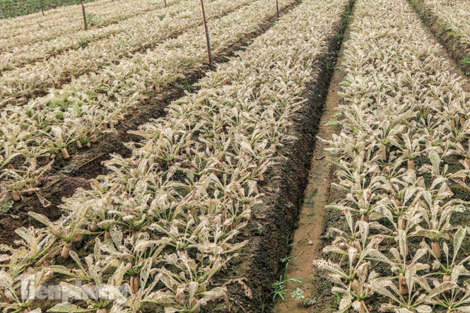 Cánh đồng rau Mê Linh tan tác, trắng xóa vì sâu ảnh 8