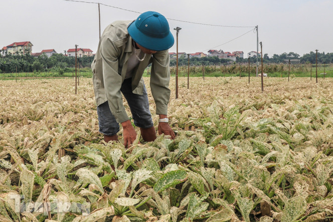 Cánh đồng rau Mê Linh tan tác, trắng xóa vì sâu ảnh 9