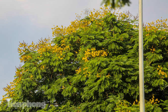 Những phố hoa Hà Nội làm xao xuyến lòng người ảnh 6