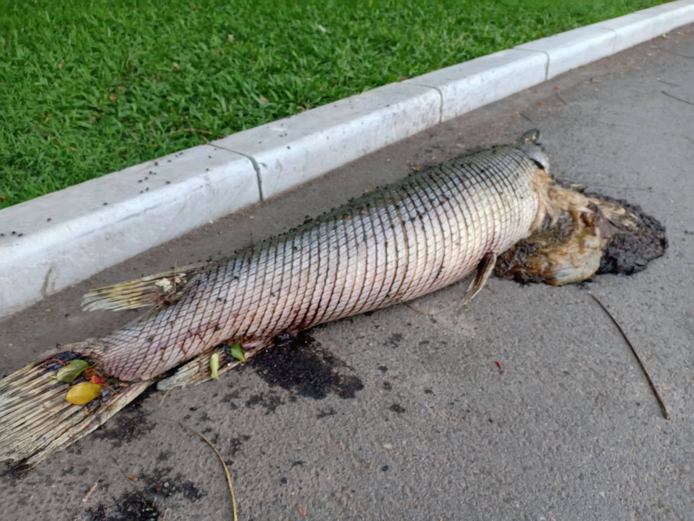 Cá hỏa tiễn chết trong công viên Thống Nhất là do người dân nuôi? ảnh 2