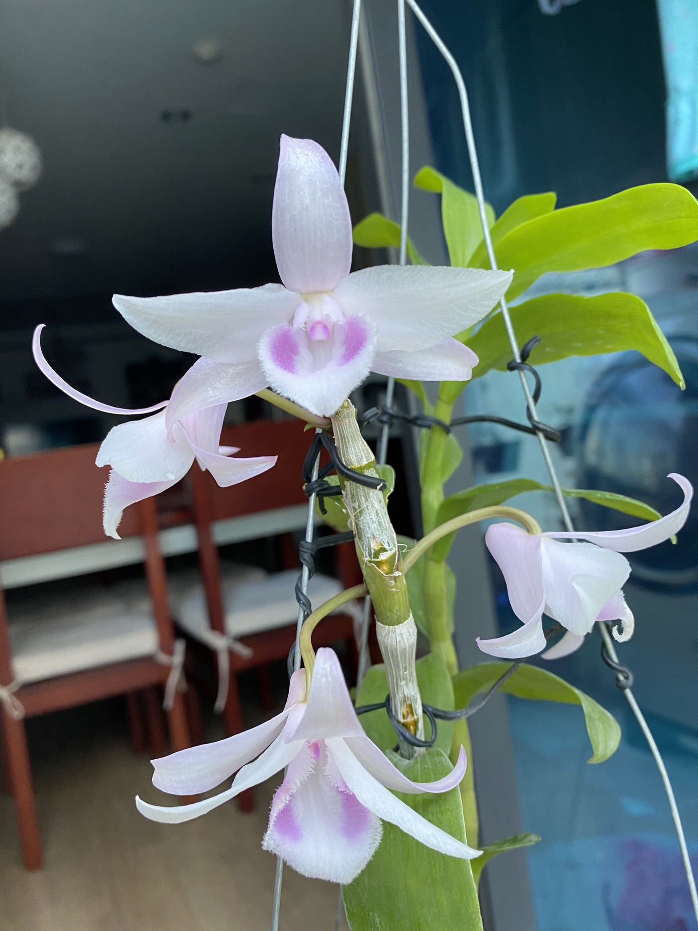 'Ban công triệu đô' của dân chơi lan đột biến phi điệp ảnh 10