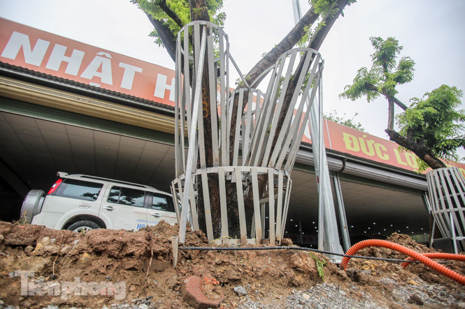 Lo ngại mất trộm, Hà Nội mặc 'áo giáp sắt' cho hàng sưa đỏ ảnh 12