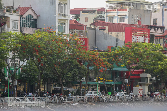 Những phố hoa Hà Nội làm xao xuyến lòng người ảnh 9