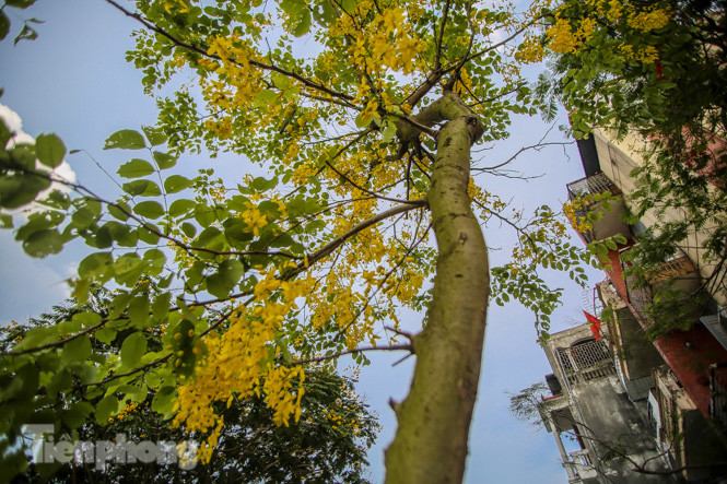 Những phố hoa Hà Nội làm xao xuyến lòng người ảnh 15