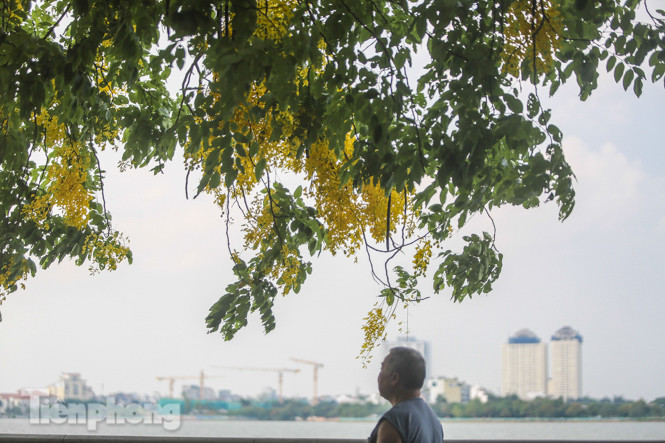 Những phố hoa Hà Nội làm xao xuyến lòng người ảnh 17