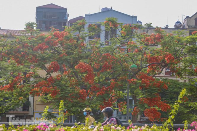 Những phố hoa Hà Nội làm xao xuyến lòng người ảnh 11