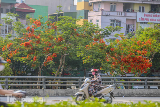 Những phố hoa Hà Nội làm xao xuyến lòng người ảnh 10