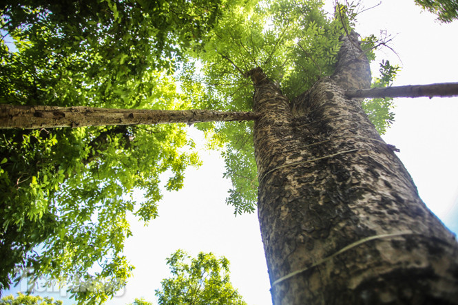 Cận cảnh hàng cây cổ thụ ở Kim Mã sau 4 năm đánh chuyển ảnh 10