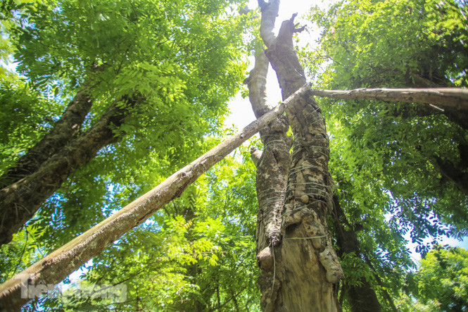 Cận cảnh hàng cây cổ thụ ở Kim Mã sau 4 năm đánh chuyển ảnh 3